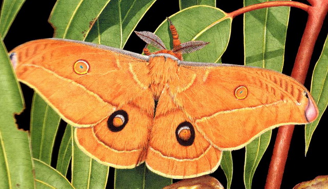 Helena Gum-moth (Opodiphthera helena).jpg