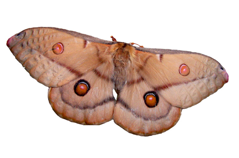 Female Emperor Gum Moth (Opodiphthera eucalypti).jpg
