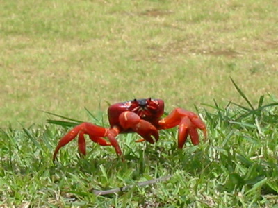 Redcrab-Christmas Island Red Crab (Gecarcoidea natalis).jpg