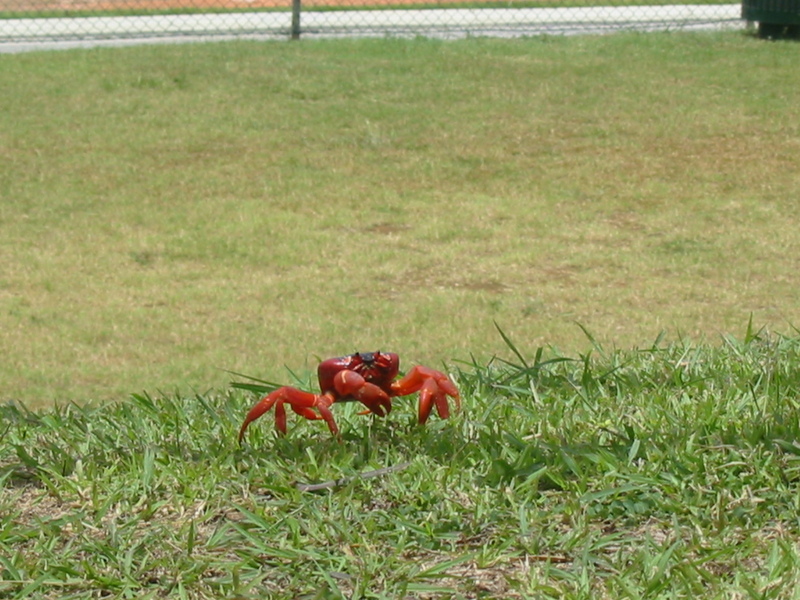 Redcrab-Christmas Island Red Crab (Gecarcoidea natalis).jpg