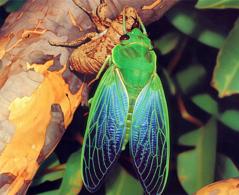 Green Grocer Cicada (Cyclochila australasiae).jpg
