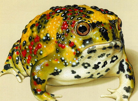 Crucifix Toad or Holy Cross Frog (Notaden bennettii).jpg