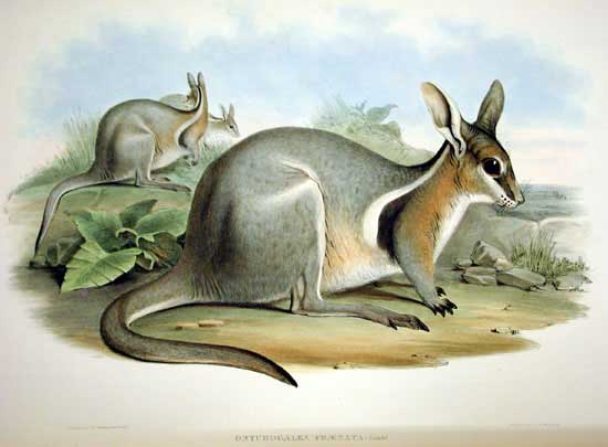 Onychogalea fraenata - Gould-Bridled Nail-tail Wallaby (Onychogalea fraenata).jpg