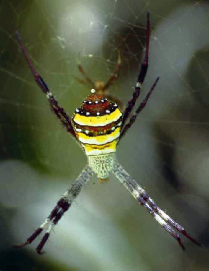 Aeth1a St Andrew\'s Cross Spider (Argiope aetherea).jpg