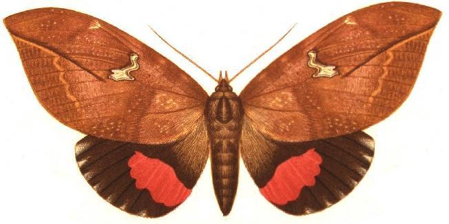 imper7 Pink Underwing Moth (Phyllodes imperialis).jpg