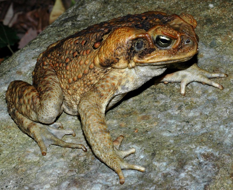 Cane Toad (Bufo marinus).jpg