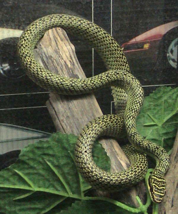 Ornate or Golden Flying Snake, Chrysopelia ornata.jpg
