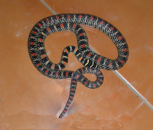 AB127 - Ornate Flying Snake or Golden Flying Snake (Chrysopelea ornata).jpg