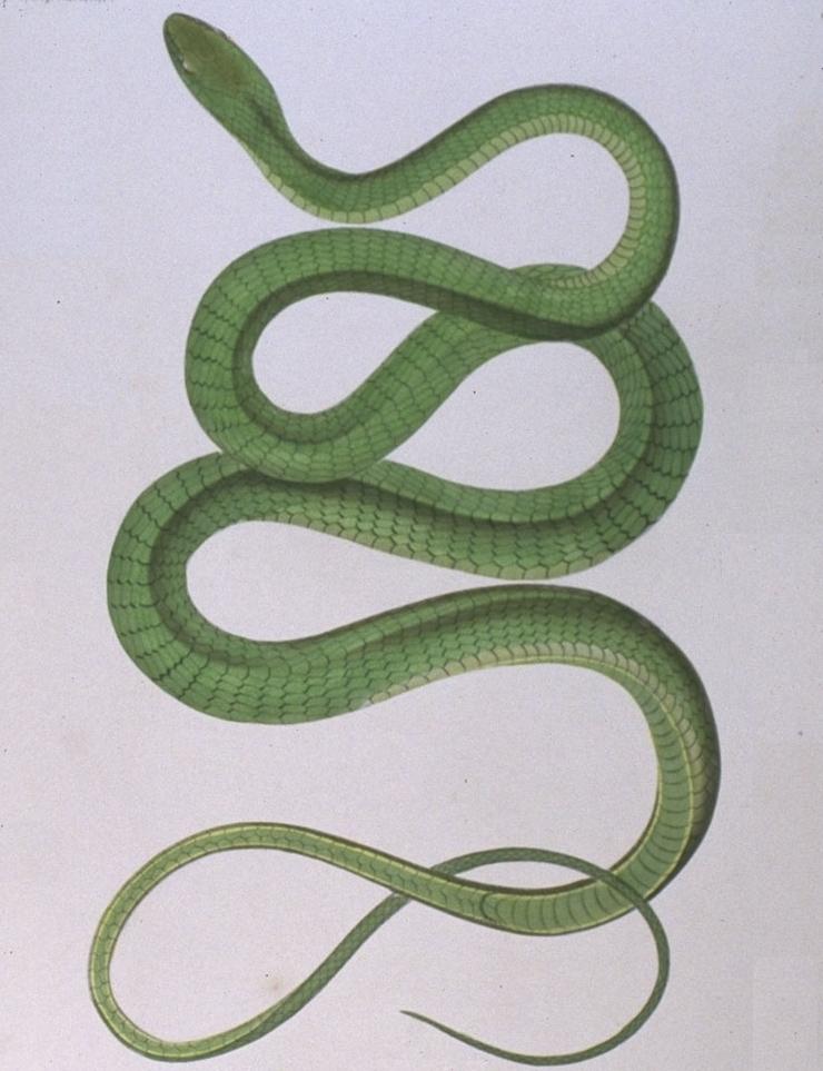 Dendrophis prasimus-Green Tree Snake (Dendrelaphis punctulata).jpg