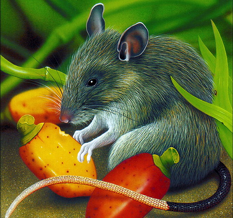 Giant White-tailed Rat (Uromys caudimaculatus).jpg