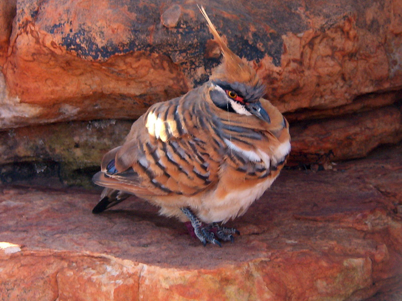 Geophaps plumifera1 White-bellied Spinifex Pigeon, Geophaps plumifera plumifera.jpg