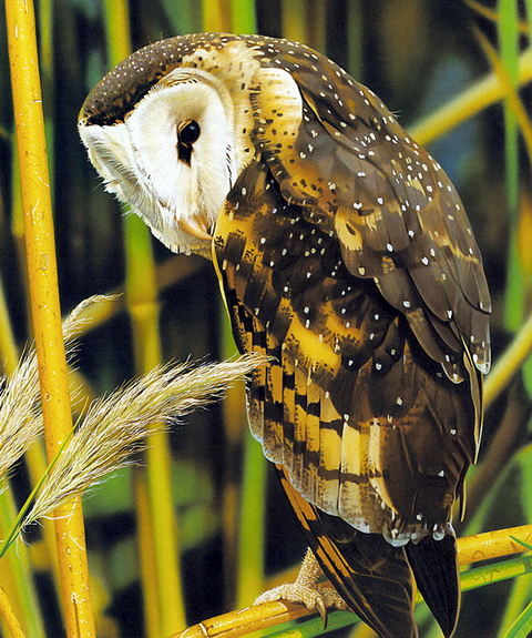 Eastern Grass-owl (Tyto longimembris).jpg