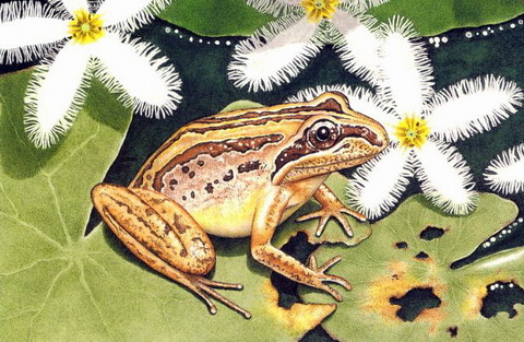 Striped Marsh Frog (Limnodynastes peronii).jpg