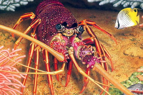 Western Rock Lobster (Panulirus cygnus).jpg