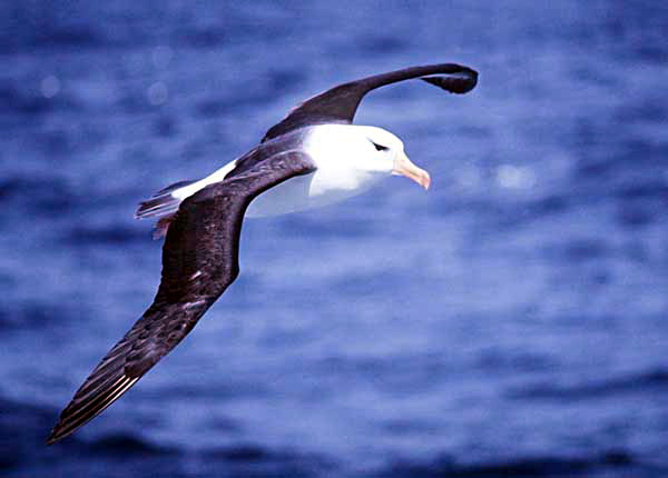 Albaa-Black-browed Albatross (Thalassarche melanophrys).jpg