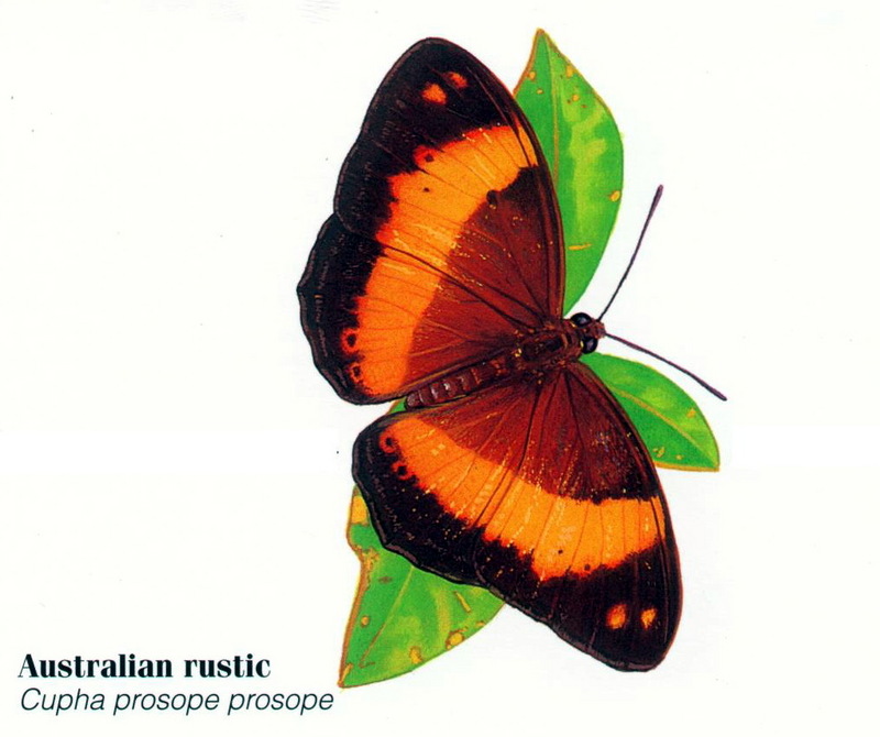 Australian Rustic Butterfly (Cupha prosope).jpg