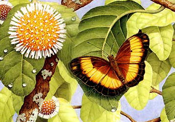 Australian Rustic Butterfly (Cupha prosope).jpg