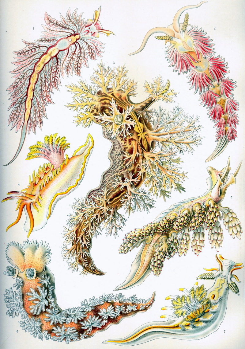 Haeckel Nudibranchia.jpg