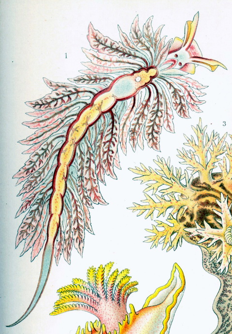 Haeckel Nudibranchia-Hermaea bifida.jpg