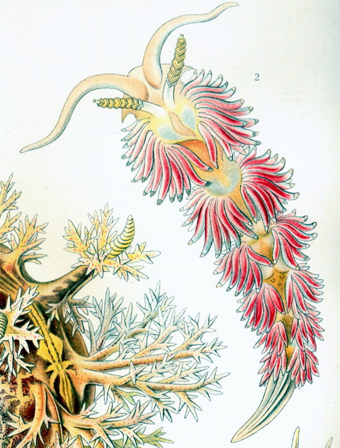 Haeckel Nudibranchia-Aeolis coronata.jpg