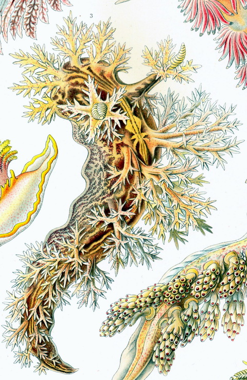 Haeckel Nudibranchia-Dendronotus arborescens.jpg
