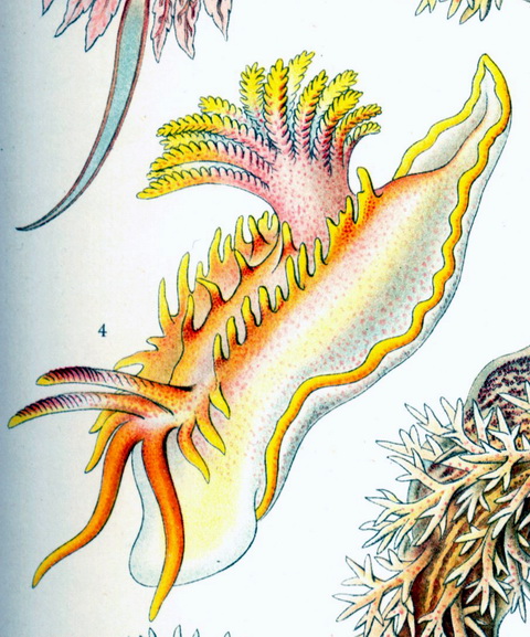 Haeckel Nudibranchia-Idalia elegans.jpg