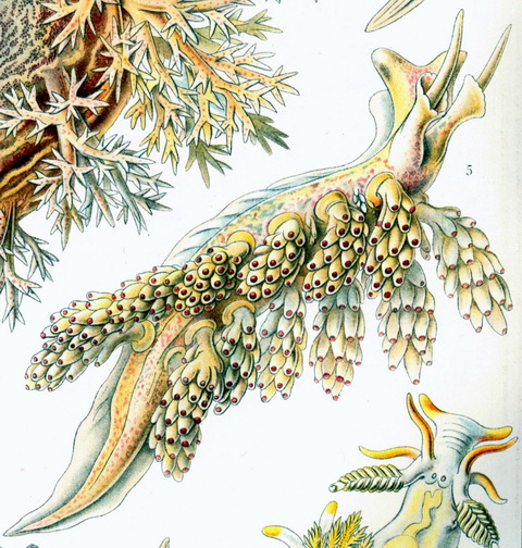 Haeckel Nudibranchia-Doto coronata.jpg