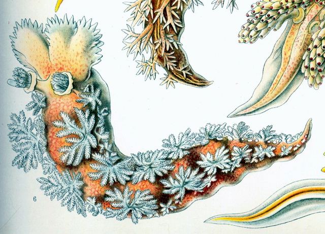 Haeckel Nudibranchia-Tritonia hombergii.jpg