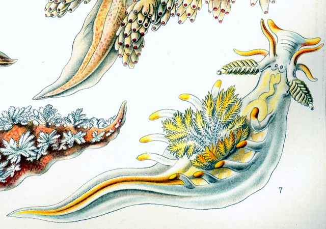 Haeckel Nudibranchia-Ancula cristata.jpg