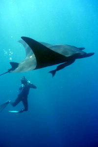 Giant pacific manta-Manta Ray (Manta birostris).jpg