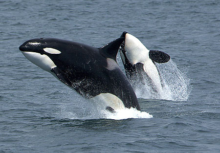 Killerwhales jumping-Killer Whale (Orcinus orca).jpg