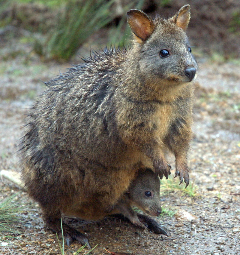 Tasmanian-pademelon-and-joey-Tasmanian Pademelon (Thylogale billardierii).jpg