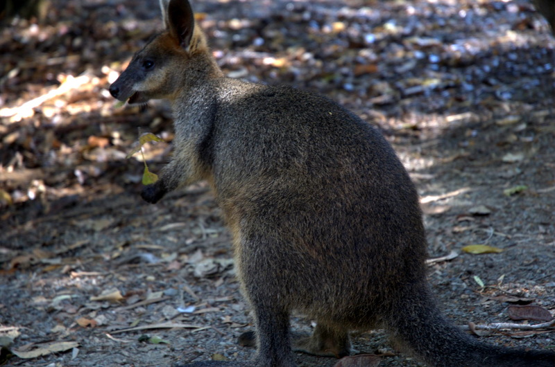 Swamp-wallaby-with-a-leaf-Swamp Wallaby (Wallabia bicolor).jpg