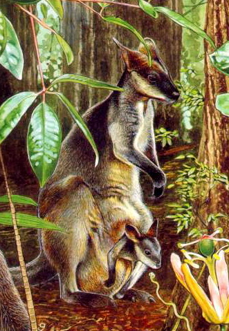 Swamp Wallaby (Wallabia bicolor).jpg