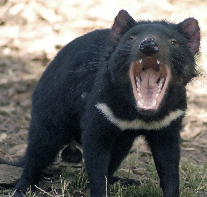 Tasdevil large-Tasmanian Devil (Sarcophilus harrisii).jpg
