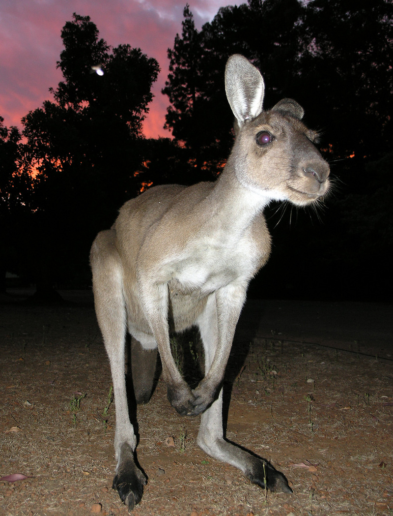 Western Grey Kangaroo SMC 2006 Western Grey Kangaroo (Macropus fuliginosis).jpg