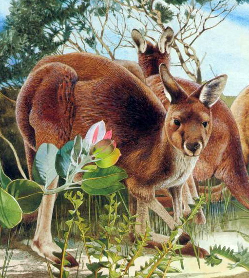 Western Grey Kangaroo (Macropus fuliginosis).jpg