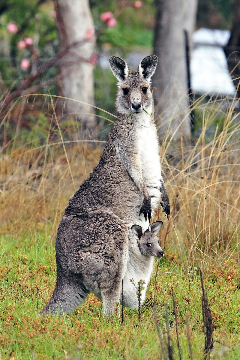 Kangaroo and joey03-Eastern Grey Kangaroo (Macropus giganteus).jpg