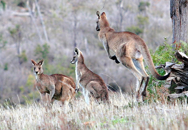 Eastern Grey Kangaroo (Macropus giganteus).jpg