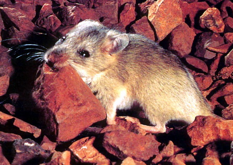 Western Pebble-mound Mouse (Pseudomys chapmani).jpg