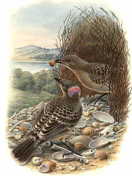 Great Bowerbird, Chlamydera nuchalis by Bowdler Sharpe.jpg