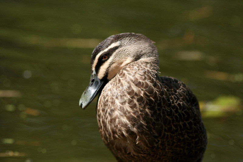 Pacific Black Duck (Anas superciliosa).jpg