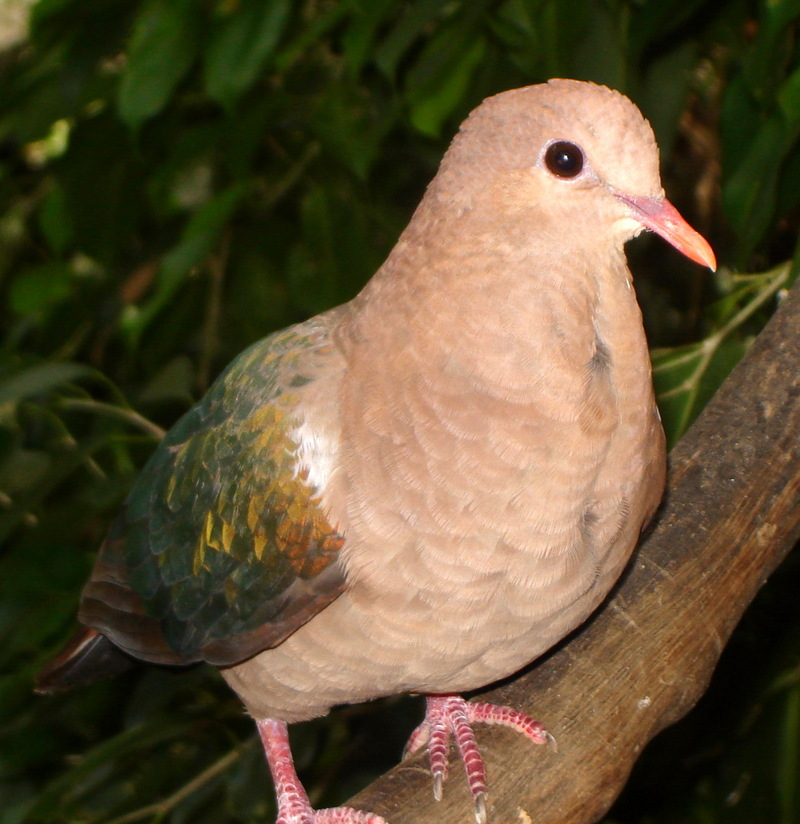 Emerald Dove (Chalcophaps indica).jpg