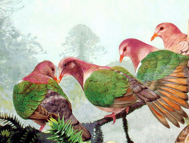 Emerald Dove (Chalcophaps indica).jpg