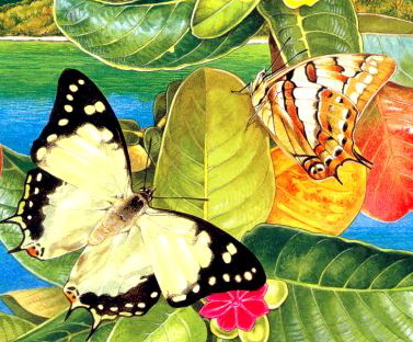 Tailed Emperor Butterfly (Polyura sempronius) Tailed Emperor Butterfly (Polyura sempronius).jpg