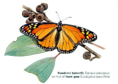 Monarch butterfly (Danaus plexippus) Wanderer.jpg
