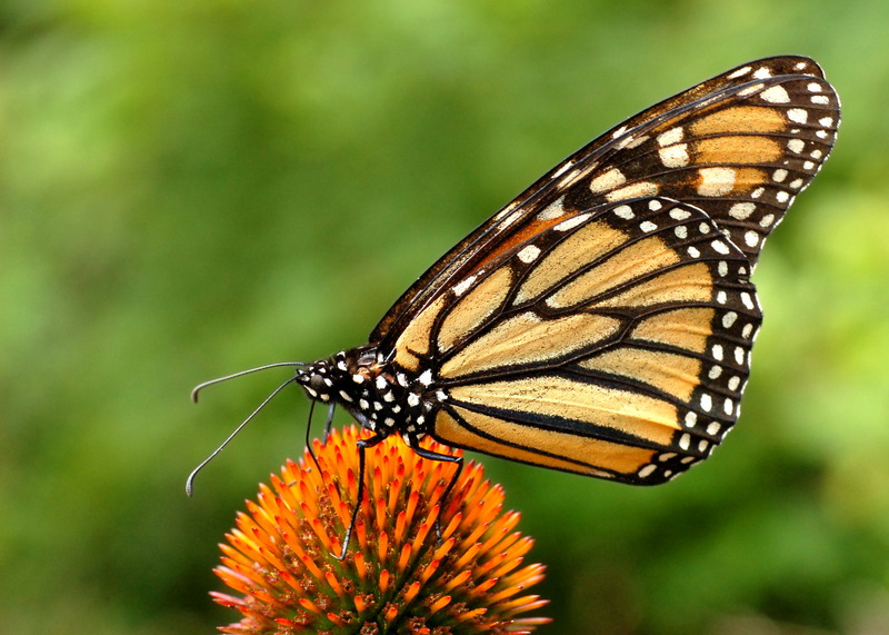 Monarch Butterfly Danaus plexippus on Echinacea purpurea 2800px.jpg