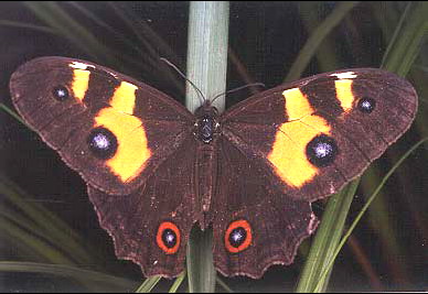Varied Sword-grass Brown Butterfly Tisiphone abeona.jpg
