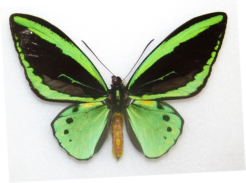 Priamus pronomus-Common Green Birdwing (Ornithoptera priamus).jpg
