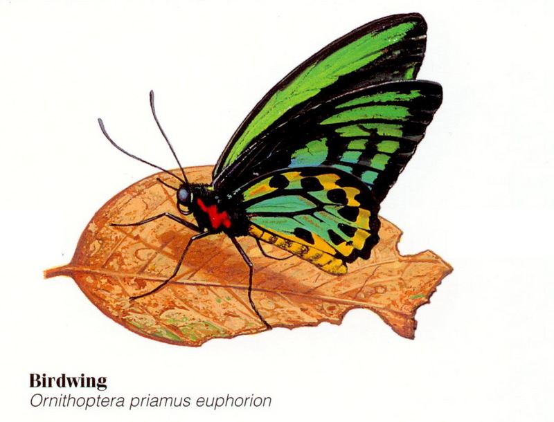 Common Green Birdwing (Ornithoptera priamus euphorion).jpg